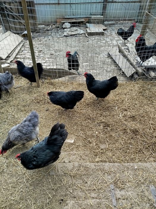 Oferta găini australorp