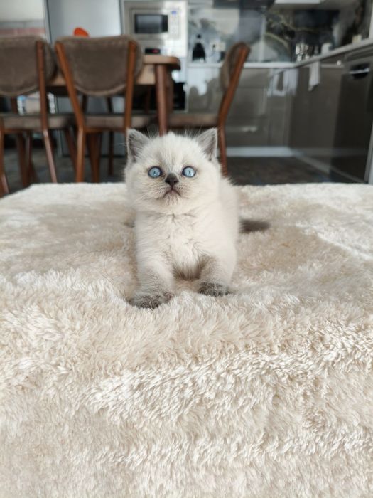 Британски късокосместа и шотлански клепоухи