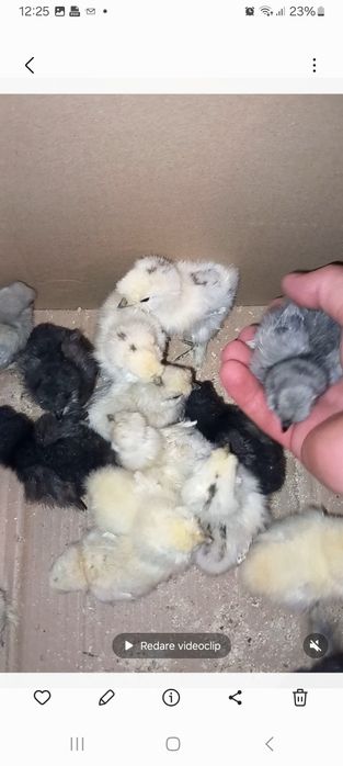 Pui de mătase japoneză diferite curori și pui de pitică