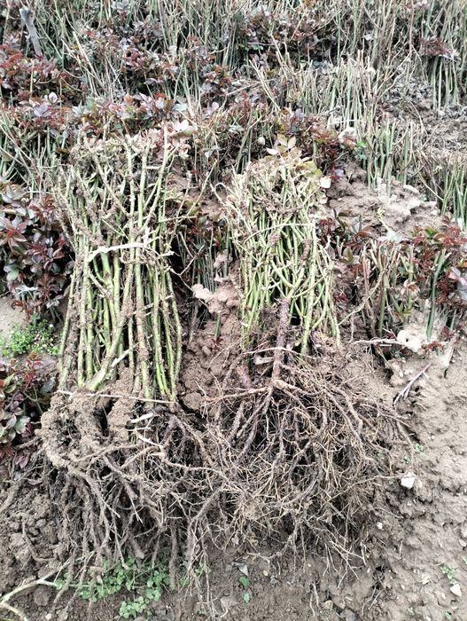 Atirgul koʻchat koʻzlari bor