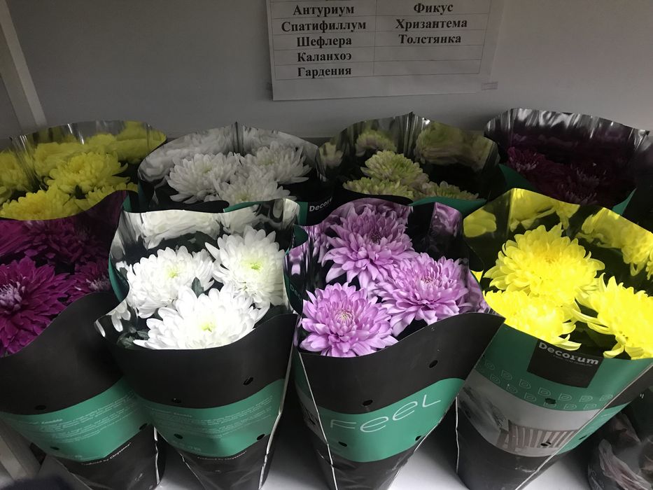 Комнатные цветы