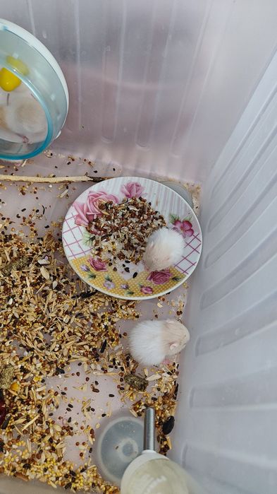 Хомячки сирийские