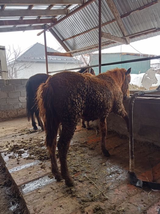 1,5 жас еркек 3 ай байланган семиз