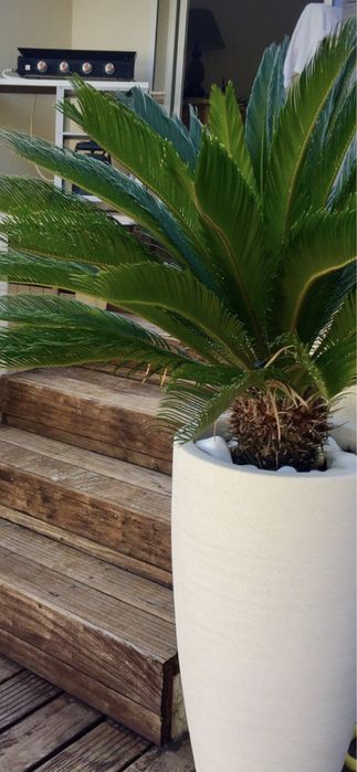 Fenix /yuca/cycas/plante