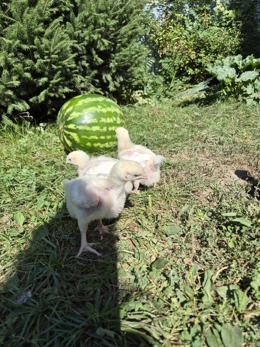 Цыплята бройлерные
