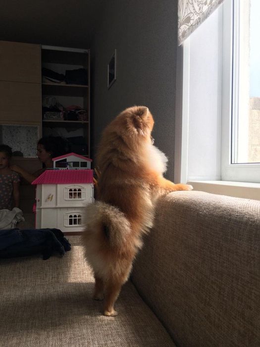 Немецкий мини шпиц