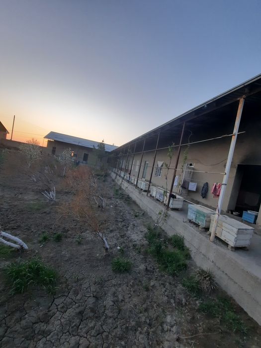 Asalari oilasi sotiladi 4 va 5 ramka