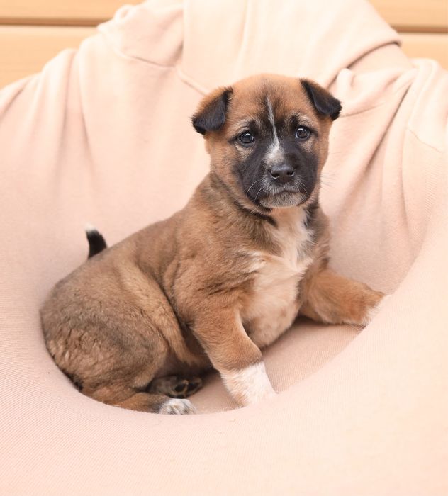 Крошка 1,5 месяца ищет домик