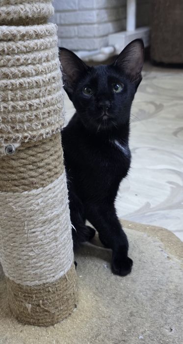 Петерболд, фенотип ориентала