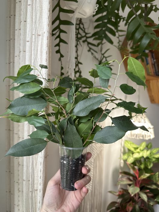 Хавортия, Фикусы