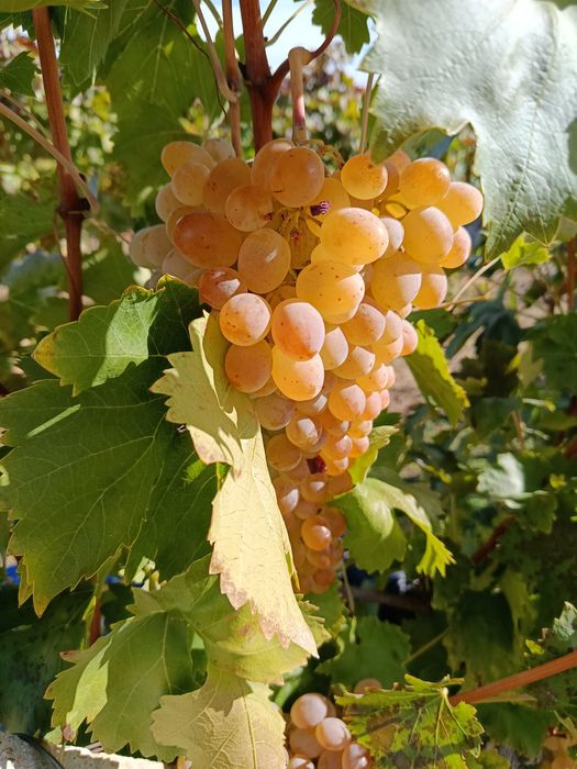 Продава се Земеделски имот в Пловдив, Младежки Хълм -  кв.м за 2295 €/дка - Снимка #2