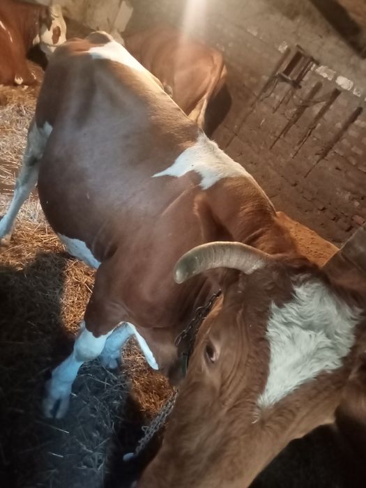 Vând o vaca de 6 ani