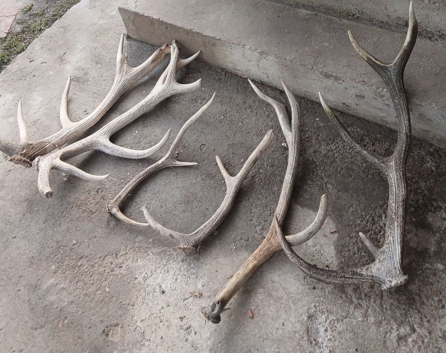 Coarne de cerb preț ne