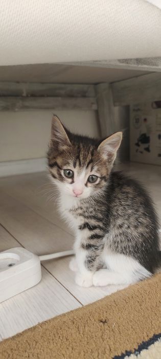 Марғау тегін беремін