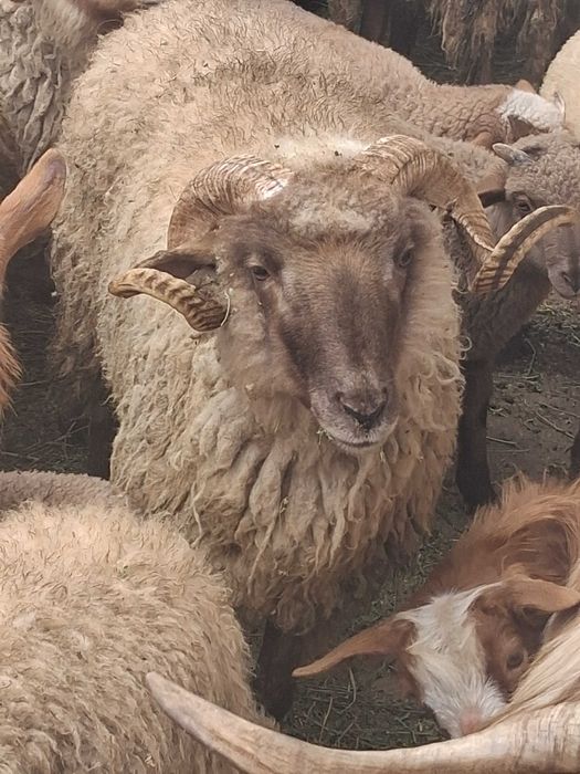 Vand oi fatate si carlani