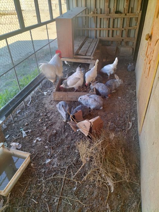 Продажа кроликов