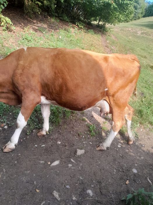 Vând vacă cu vițel