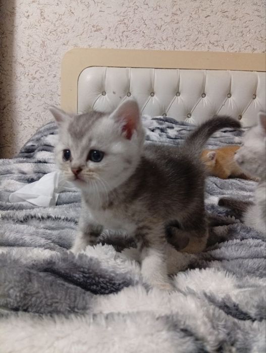 Милые шотландцы ждут свои любящие ручки