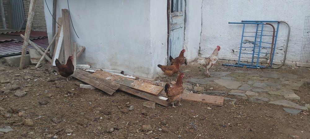 Tovuqlar sotiladi 5 ta tovuq 1 xuroz hammasi bir joyda sotiladi