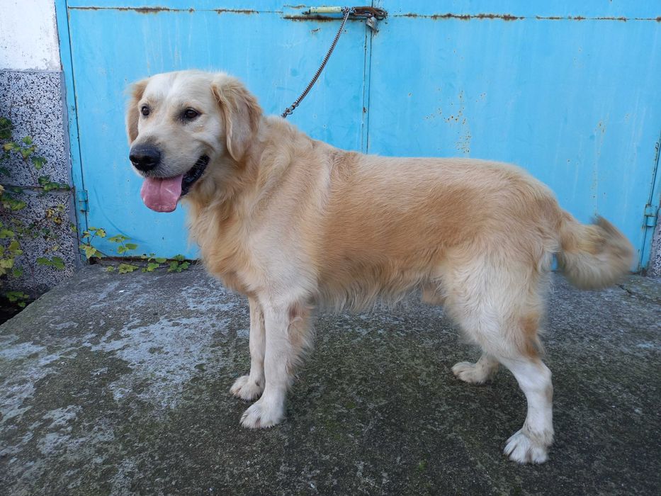 Голдън ретривър мъжки и женски