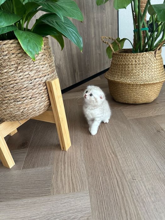 Продаются котята шотландцы