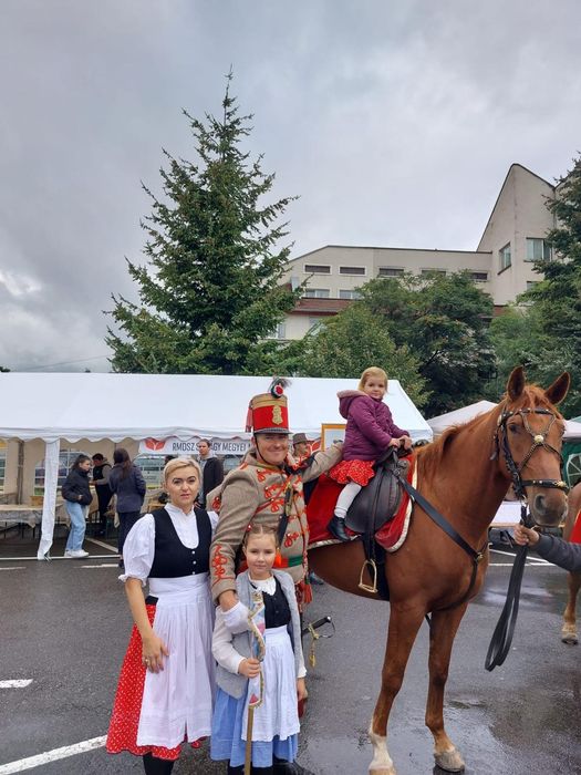 Iapă cal de sport Gidran, 7 ani, 170 cm cu baston