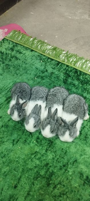 Кролики продажа  Узбекистан