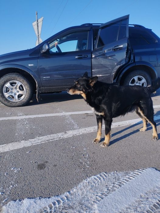 Пропала пёс  может кто видел соощите