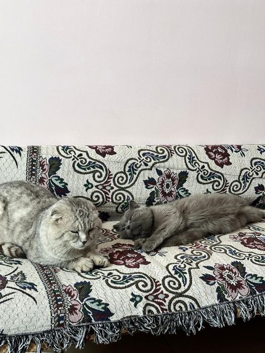 Отдам котят в добрые руки
