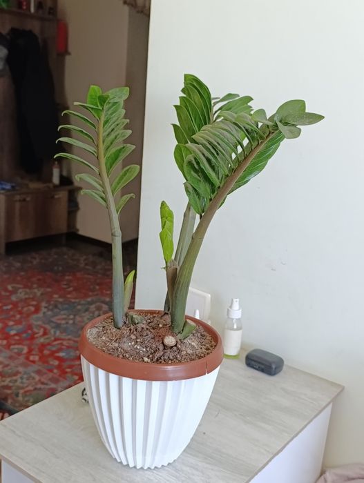 Замиакулькас Зензи