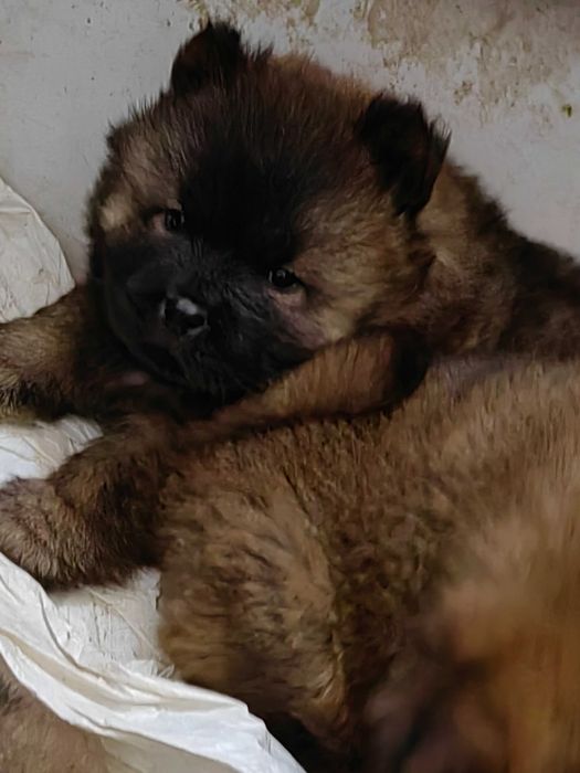 Чау-Чау малки кученца