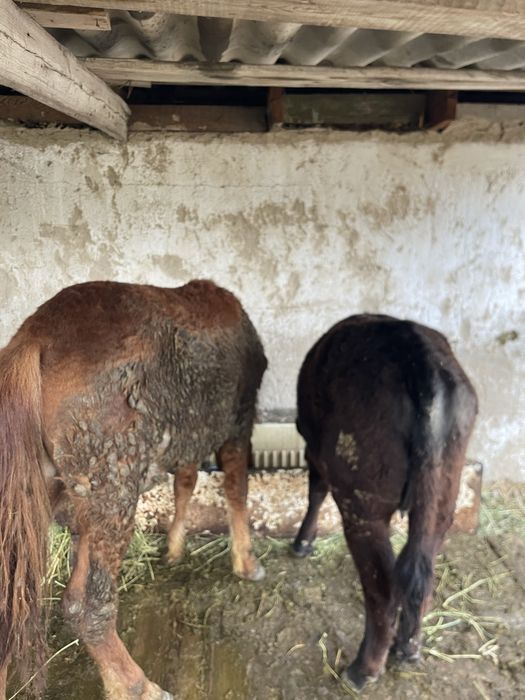 Тай тайынша.