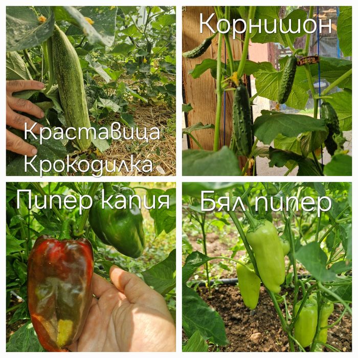 Семена стари сортове