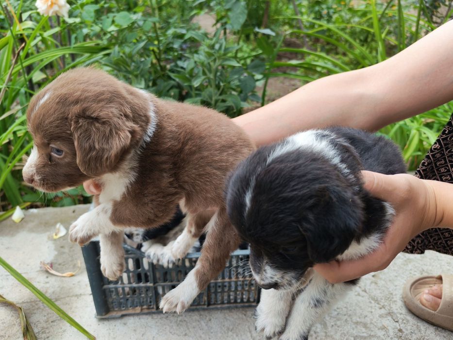 Спаниель охотник. Spaniel ovchi kuchuk bolalari