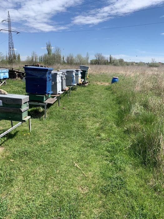 Vind stupi pe 10 rame din care ninim 7 cu puiet.Locatia Craiova.