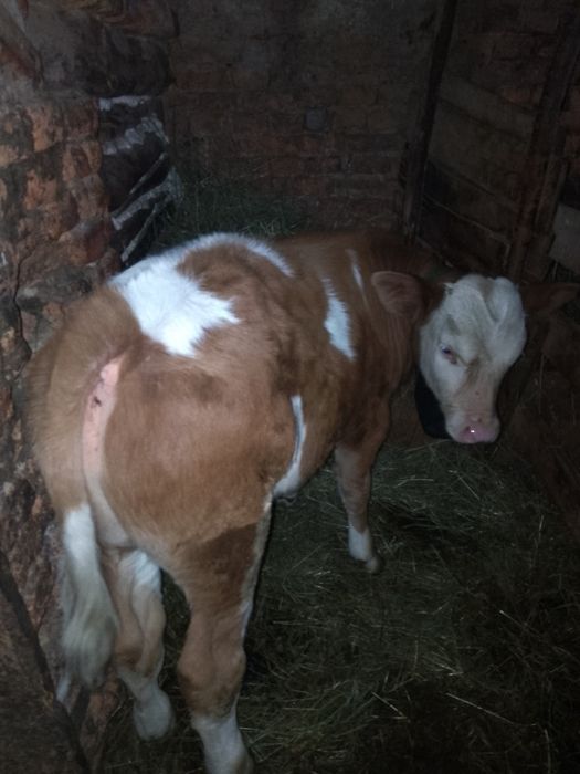 Vând mascul bălțastă două luni jumate