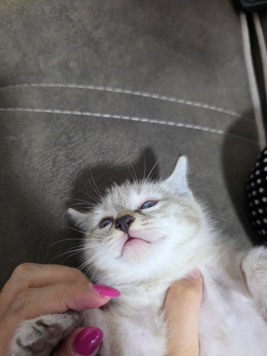 Продается котенок