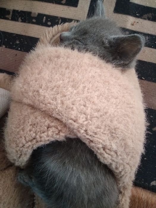 Отдам котят даром