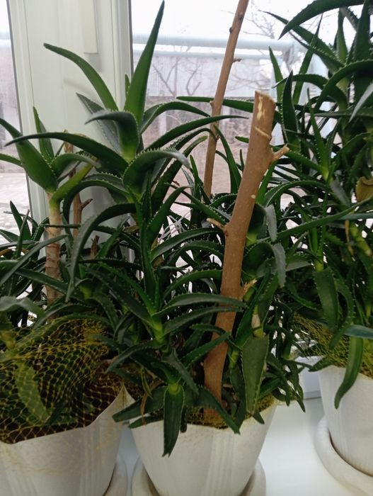 Продаётся алоэ Шымкент қаласы