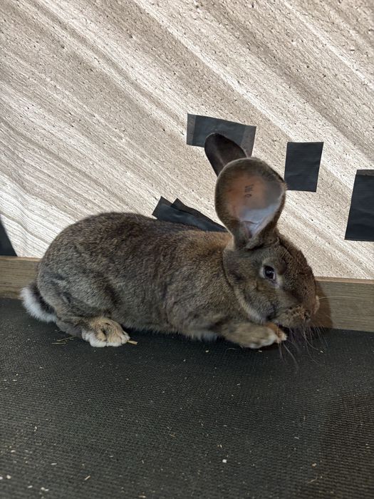 Femela si Mascul Urias german