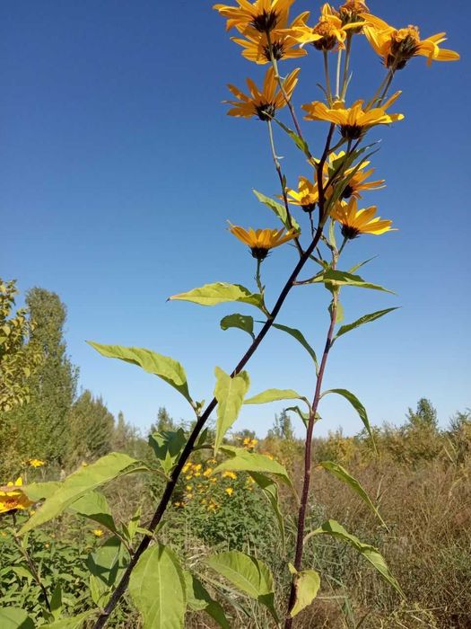 Декоративные растения плюс подставки под цветы