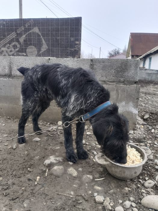 Продам дратхар былтыргы кушик