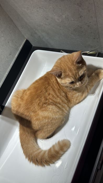 Пародный котёнок