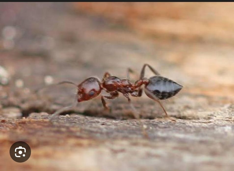 Продажа муравьев