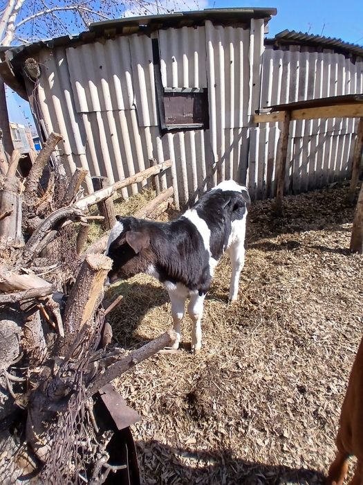 Продаётся телята