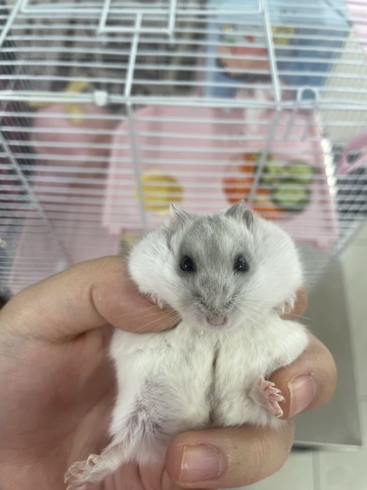 Хомяк сразу с домиком