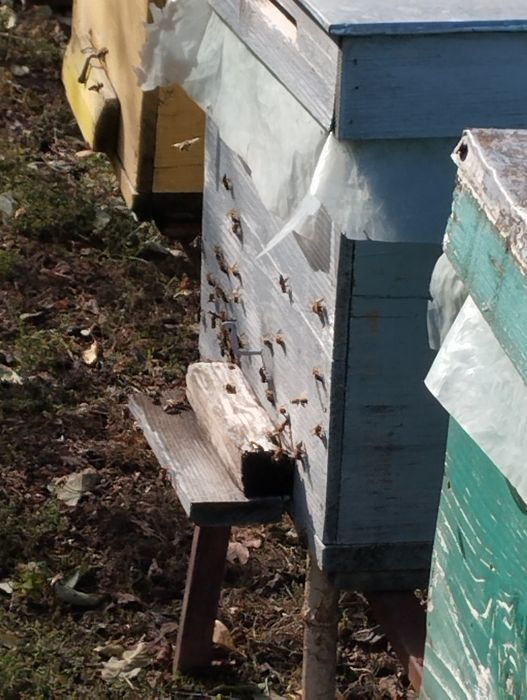 De vânzare 10 familii de albine