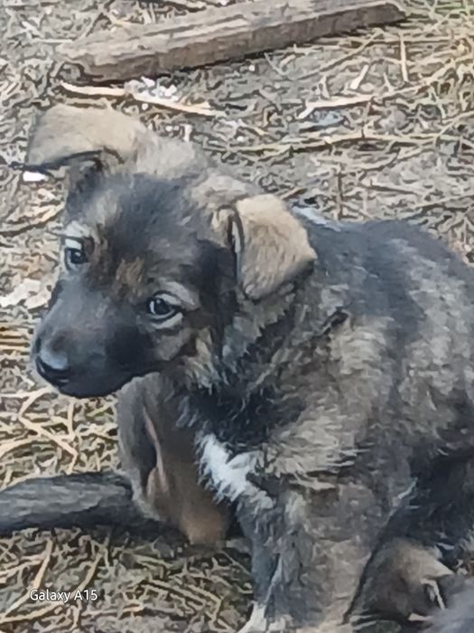 Щеночки ищут себе дом