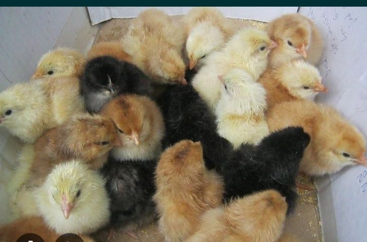 Puișori de câteva zile