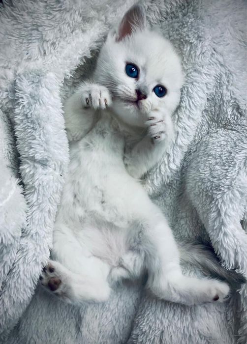 Шикарные котятки шиншилятки